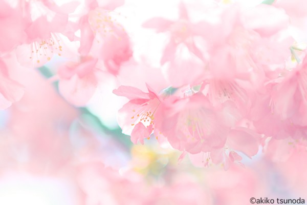 sakura